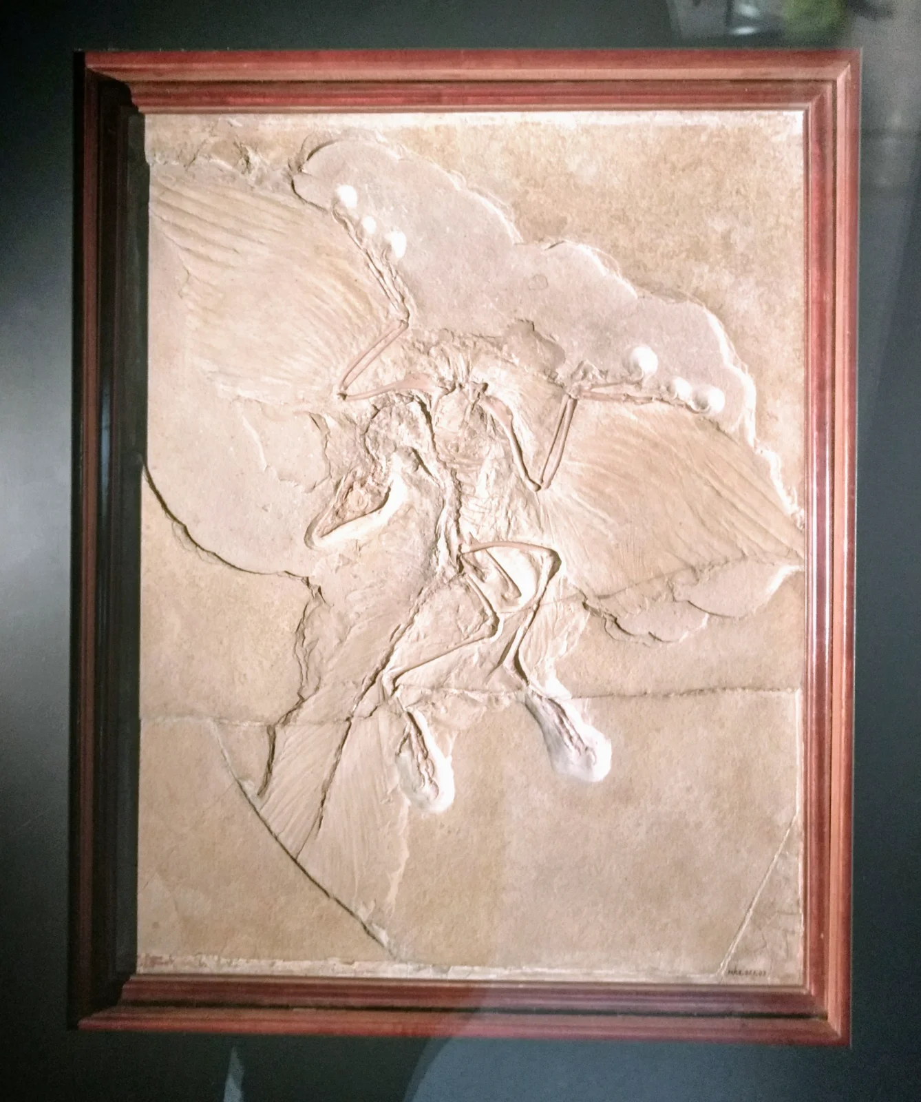 Photograph of the Berlin Archaeopteryx fossil, showing its feather impressions.