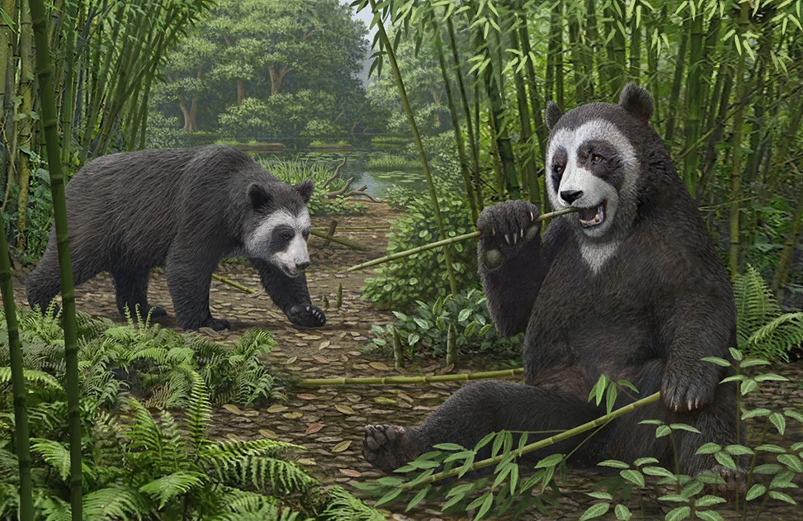 Two Ailurarctos in a bamboo forest, one standing and the other sitting.