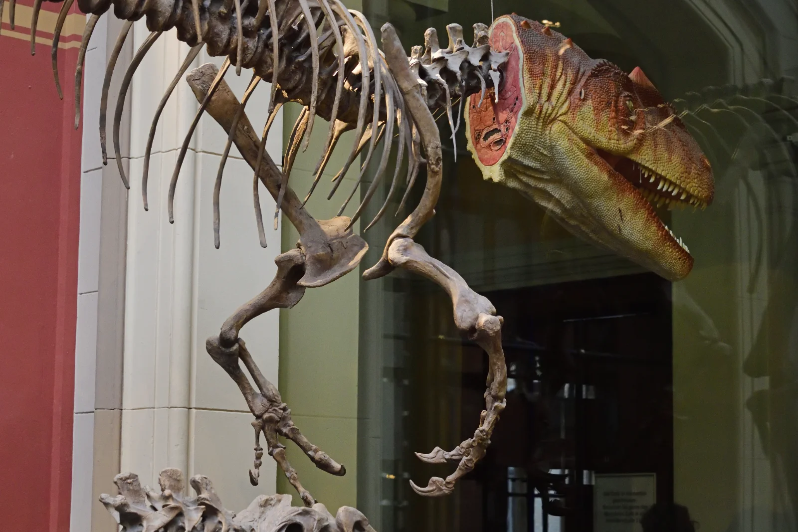Photograph of an Allosaurus skeleton at Berlin’s Museum für Naturkunde.