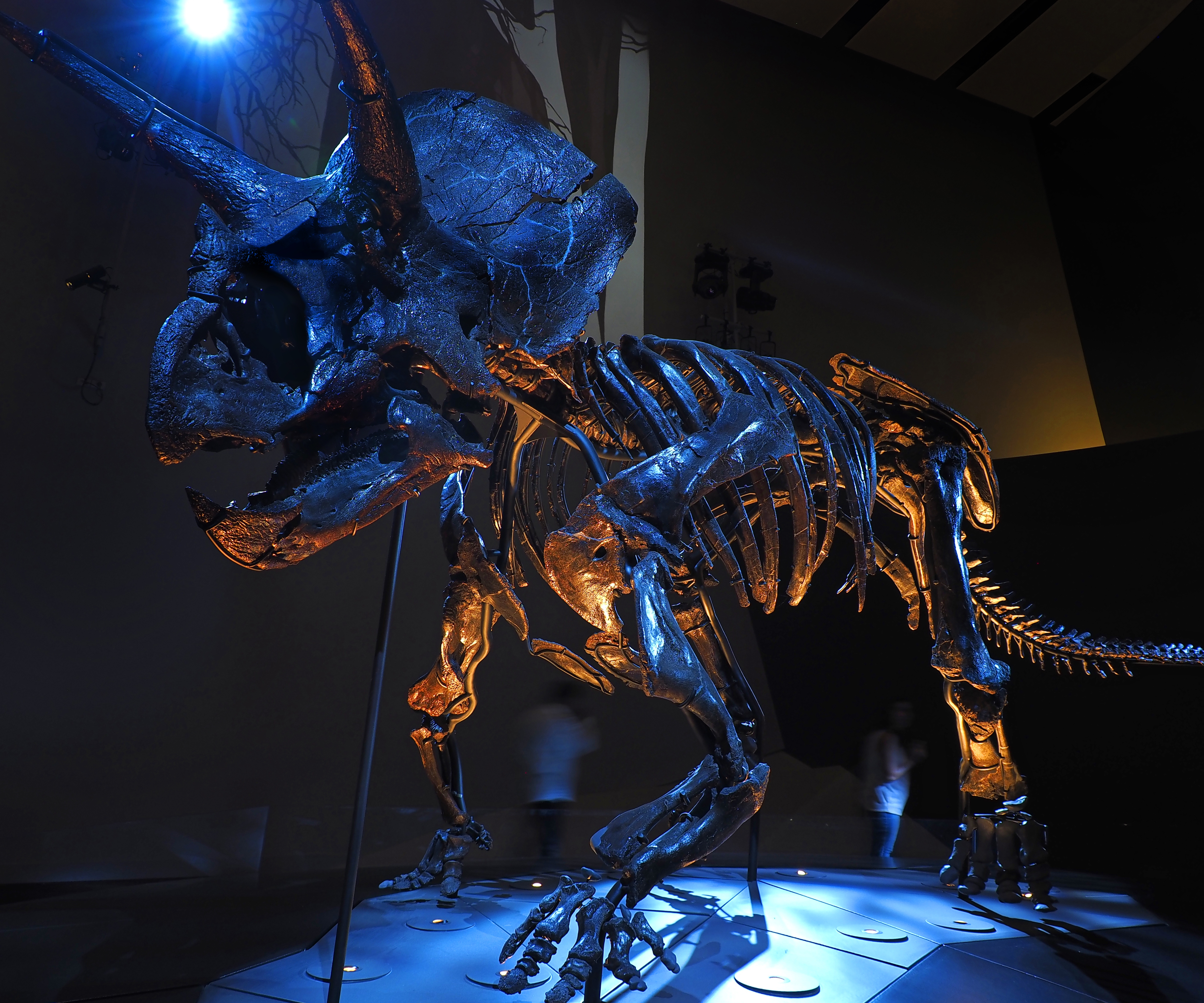A photograph of a Triceratops skeleton displayed at Melbourne Museum, lit in blue and amber.