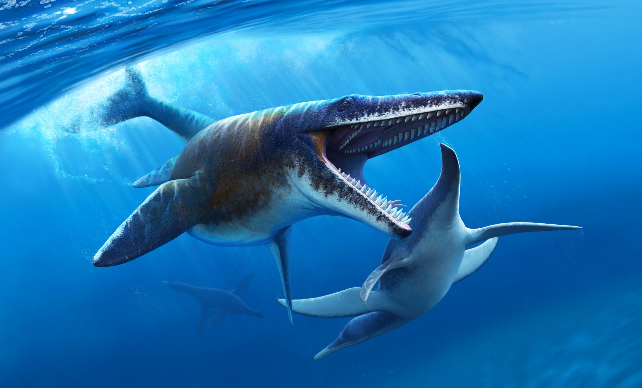 Illustration of an open-jawed Tylosaurus proriger pursuing plesiosaurs in a blue sea lit from the surface.