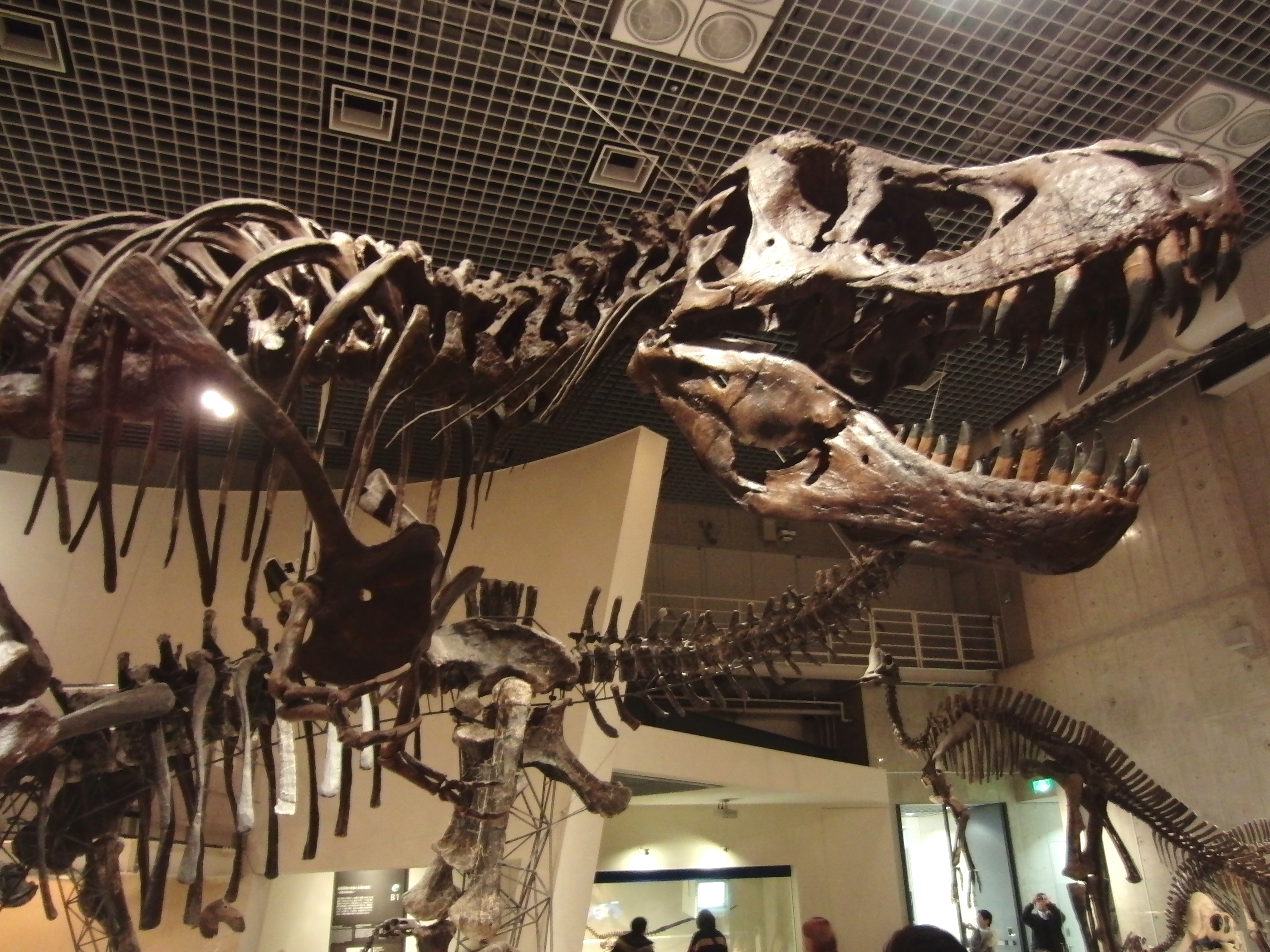 Low-angle photograph of the skull and mounted Tyrannosaurus skeleton nicknamed Stan at Tokyo’s National Museum of Nature and Science.